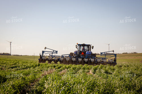 Planting into Cover Crop 268329
