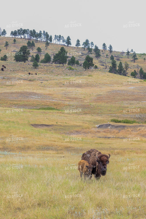 American Bison 261043