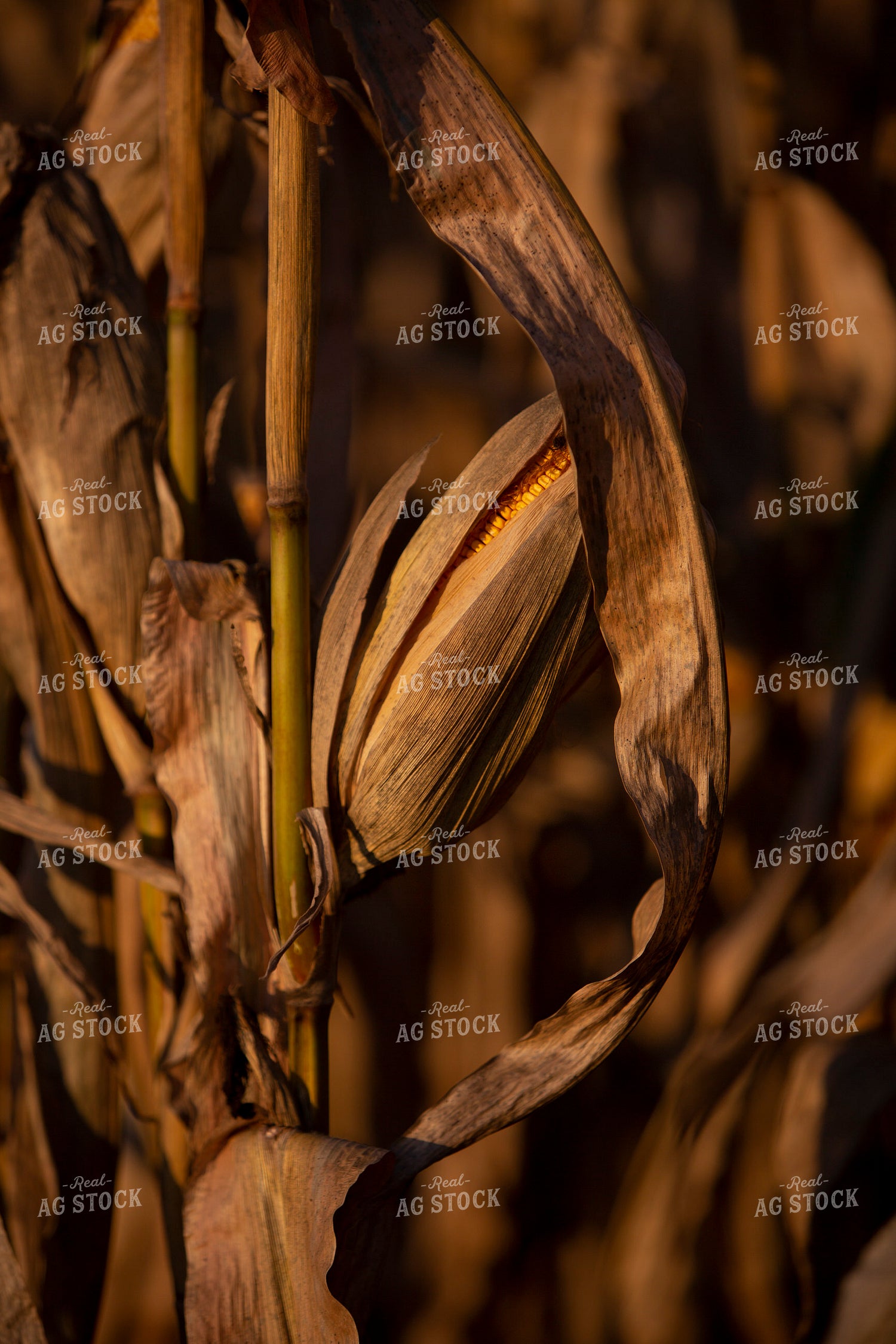 Harvest 2515