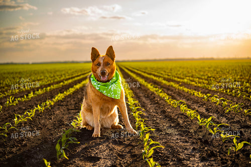 Farm Dog Sits in Early Stage Corn Field at Sunset 136042