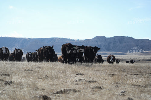 Cattle in Pasture 117011