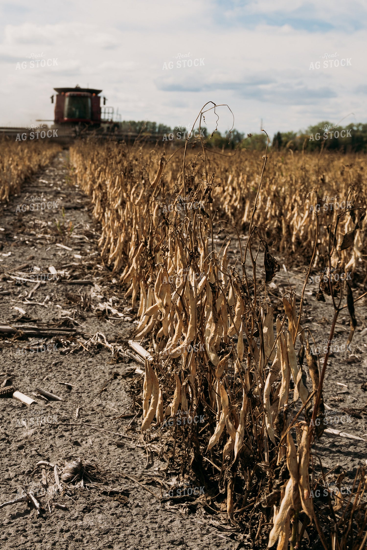 Edible Bean Harvest 204023