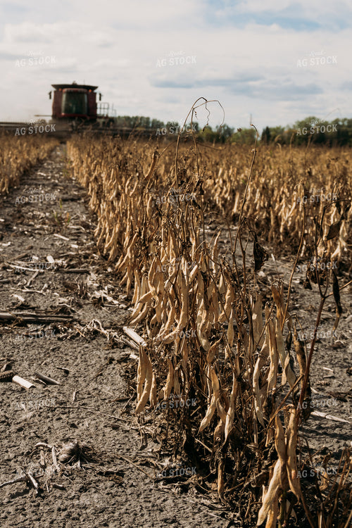 Edible Bean Harvest 204023