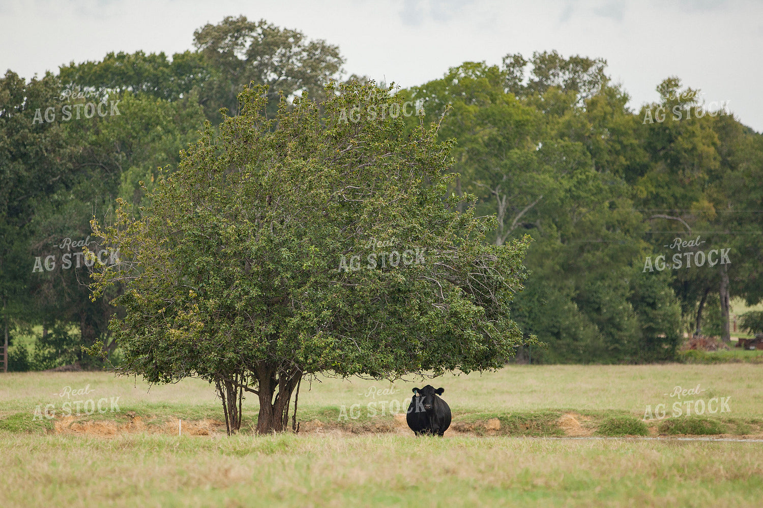 Black Angus Bull 81021