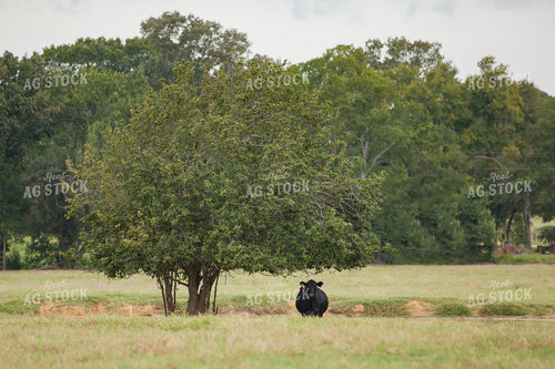 Black Angus Bull 81021
