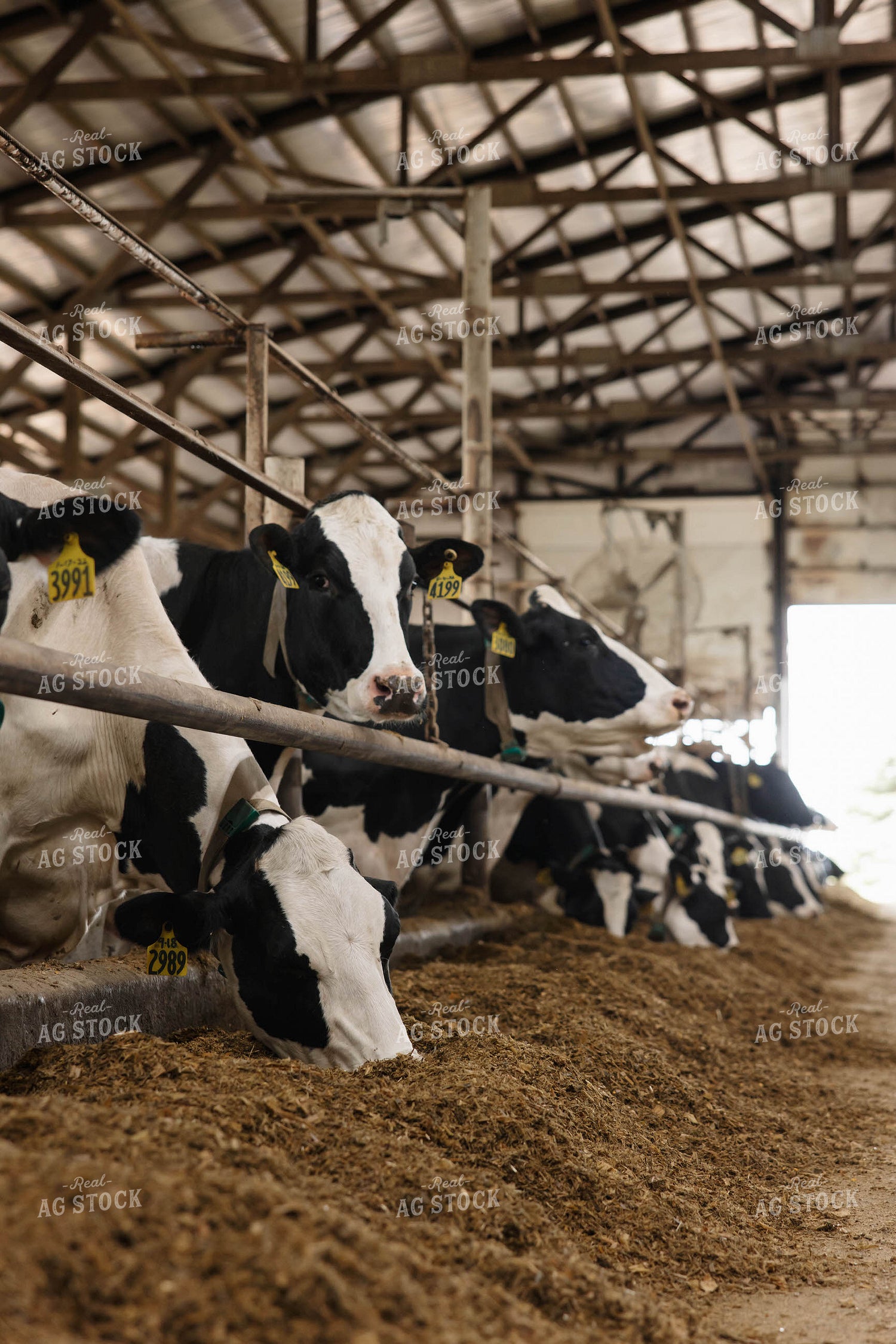 Cattle in Open Air Barn 152748