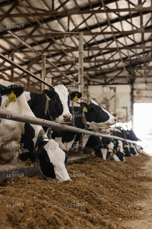 Cattle in Open Air Barn 152748