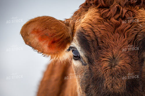Jersey Cow Close Up 270671