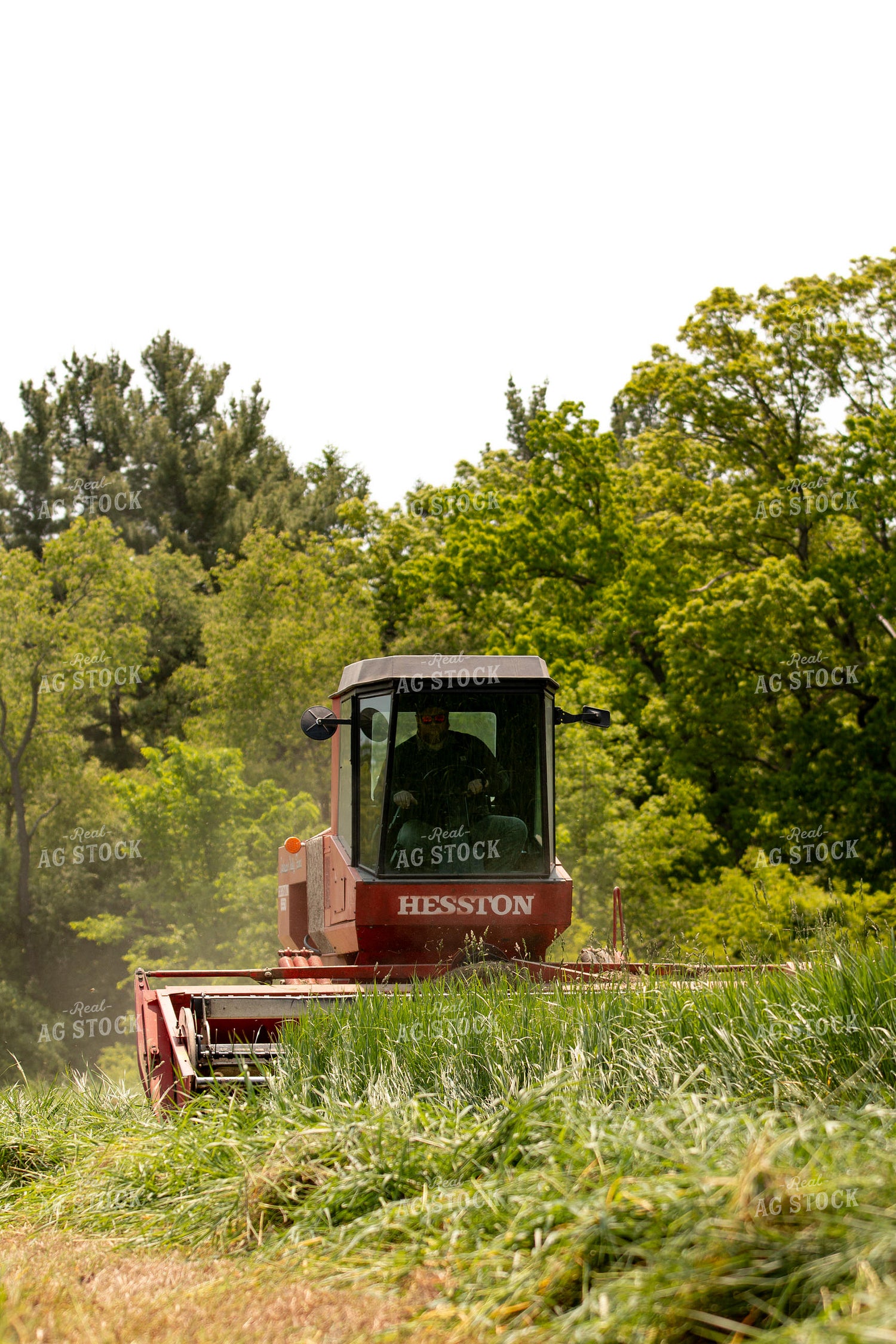 Harvesting Wheat for Baleage 157328
