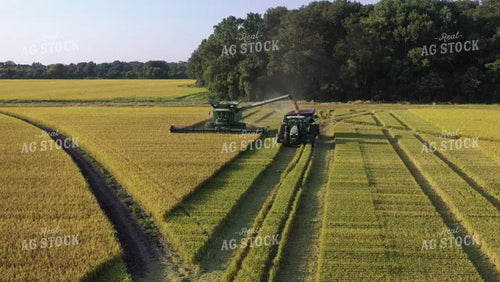 Rice Harvest 79501