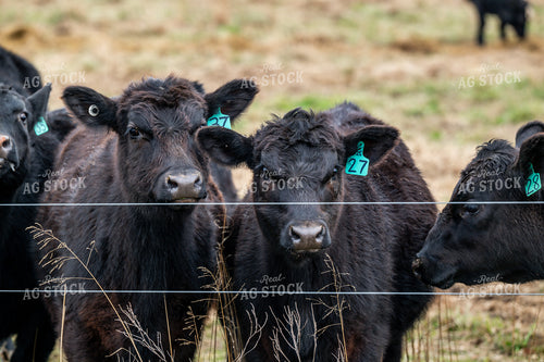Cattle on Pasture 192047