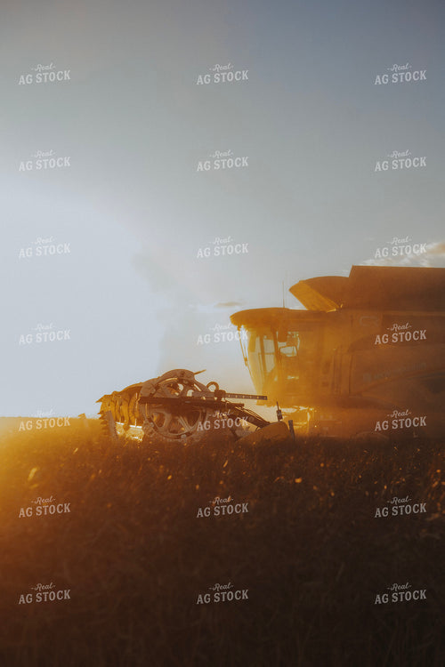 Canola Harvest 187433