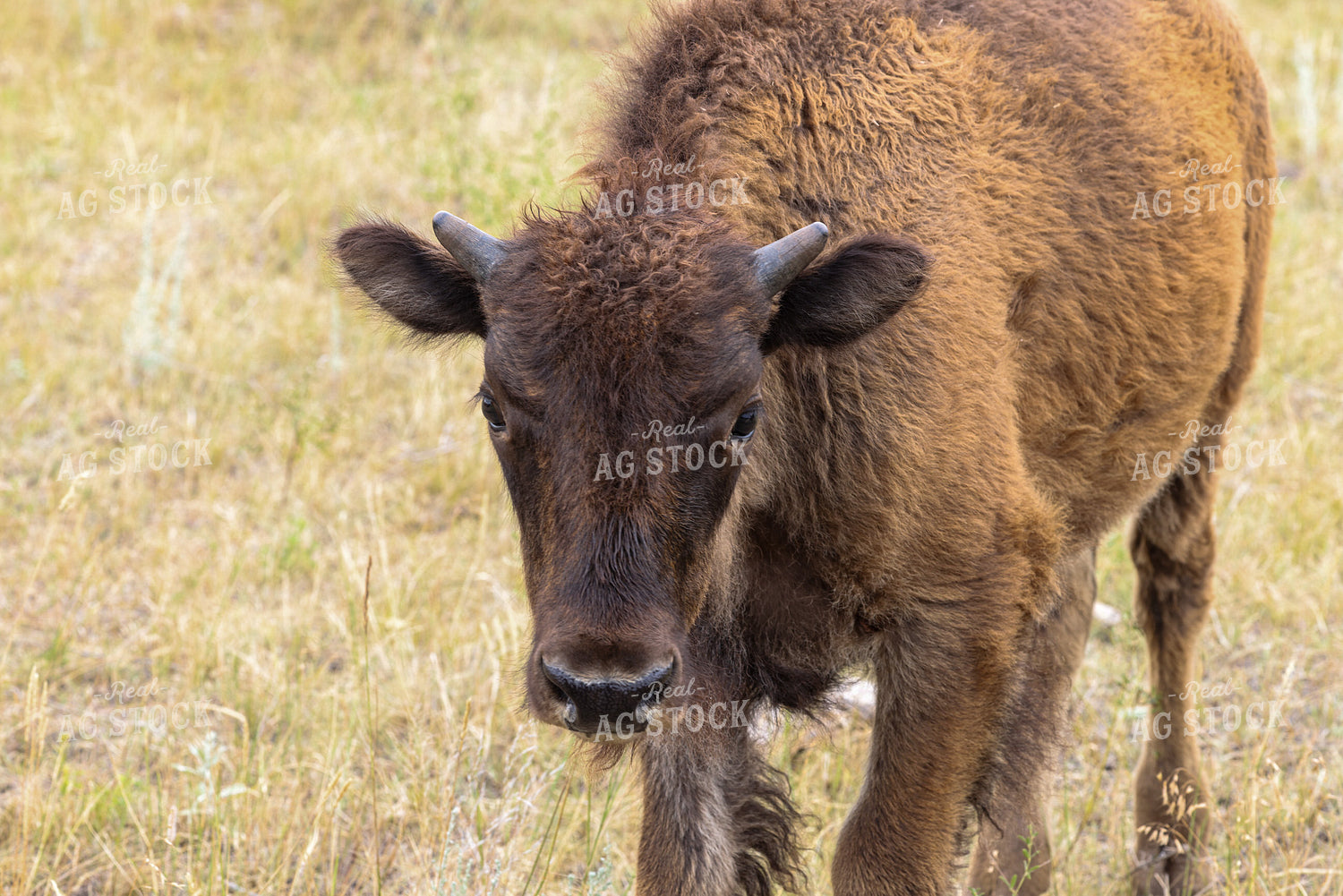 American Bison 261037