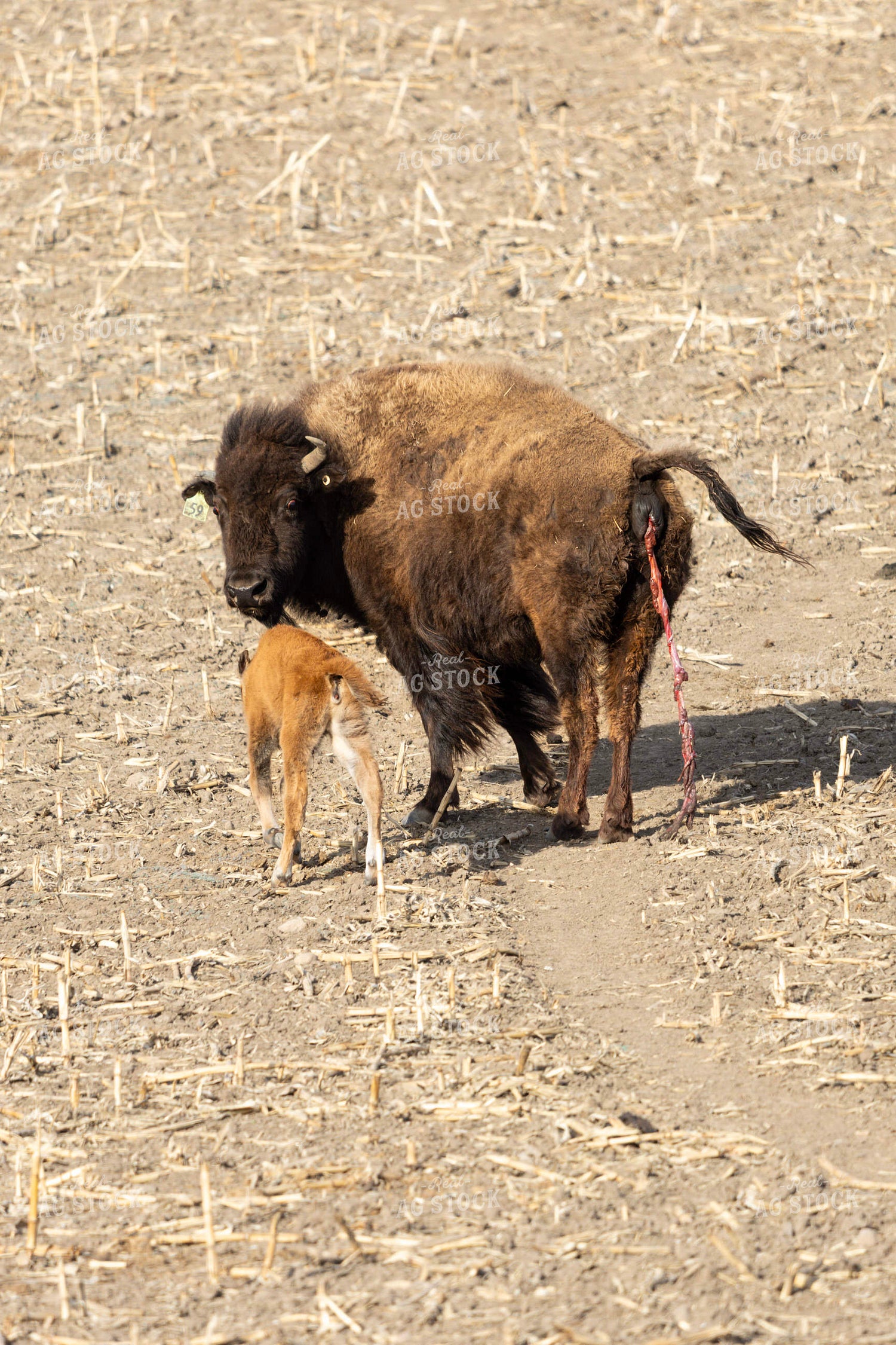 Bison – Real Ag Stock