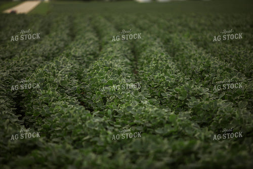 R1 Soybean Field 6298