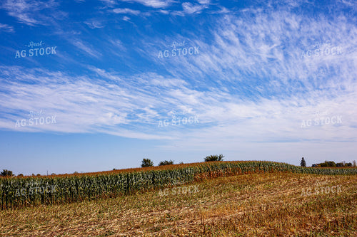 Corn Silage Field 132133