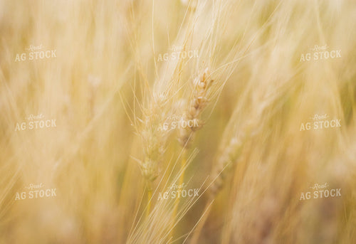 Late Season Wheat 185240