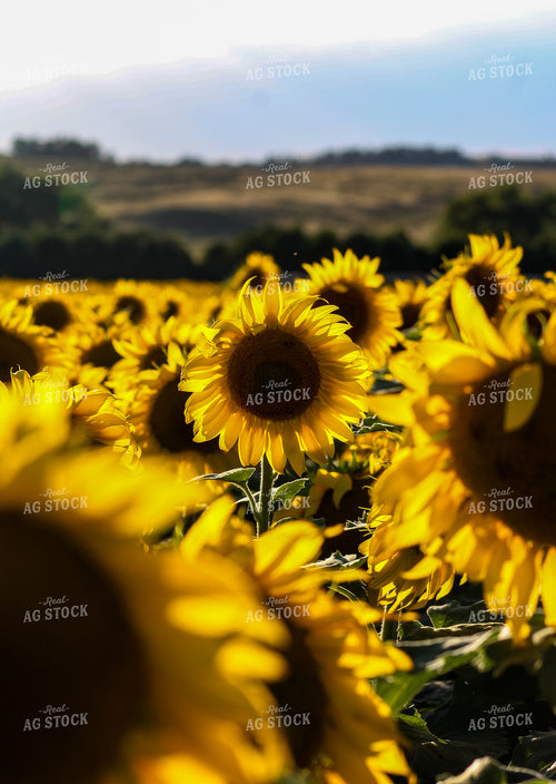 Sunflower Field 237006