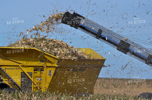 Seed Corn Harvest 103059