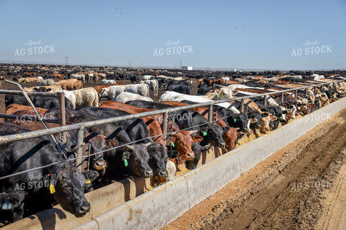 Diverse Cattle Eating From Feed Bunk in Feedlot Pen 56467