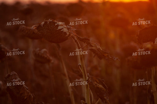 Sunflowers 2099