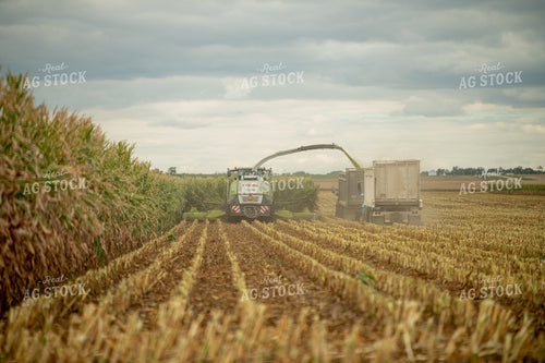 Silage Harvest 212073