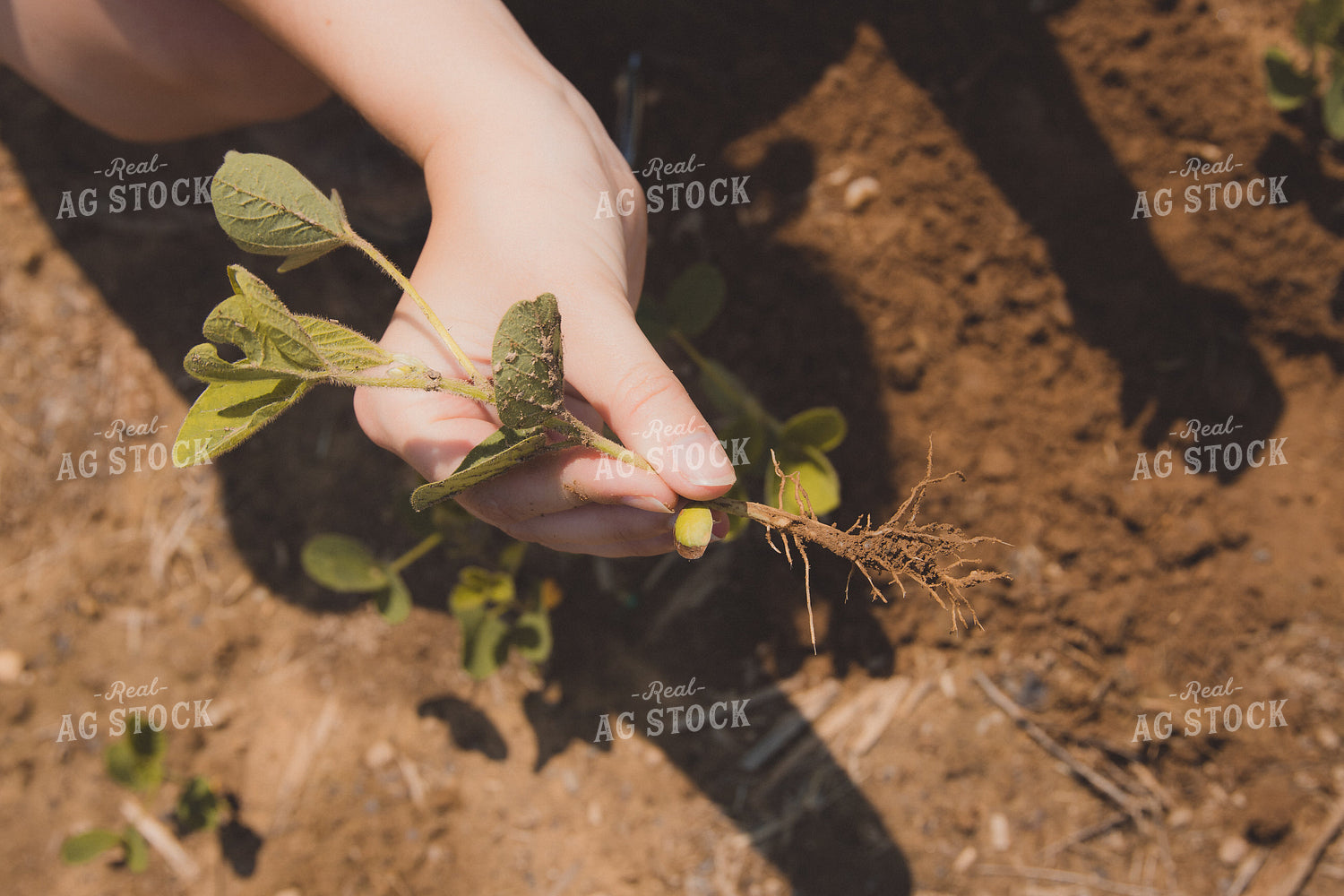Farmer Checking Soybean Roots 52218