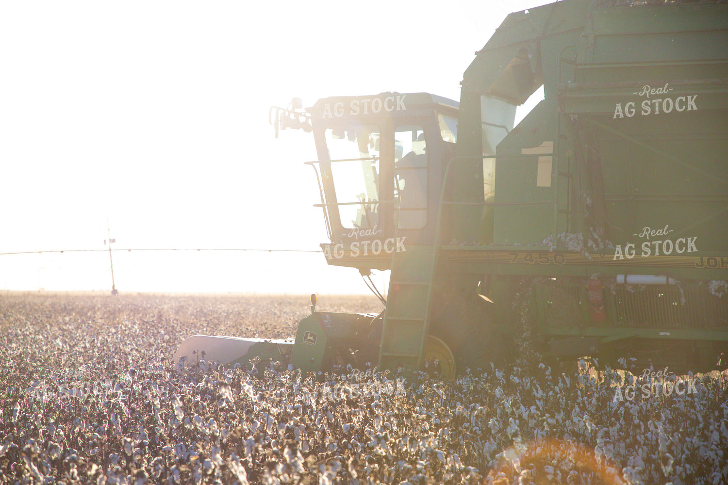 Cotton Harvest 208121