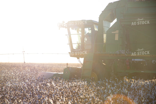 Cotton Harvest 208121