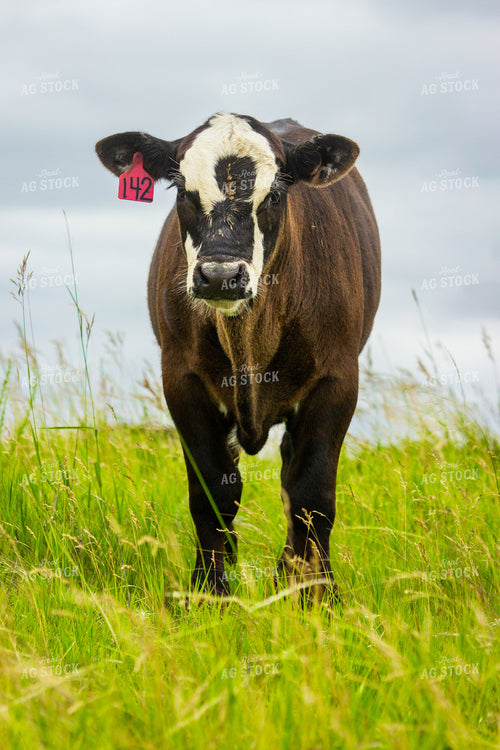 Angus Cross Calf 155251