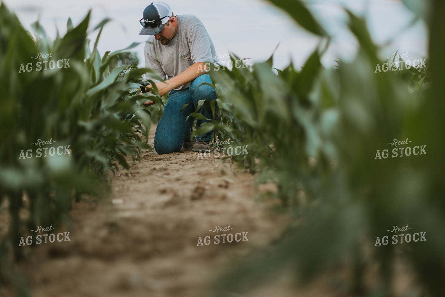 Farmer Takes Picture of Corn Plant 7843