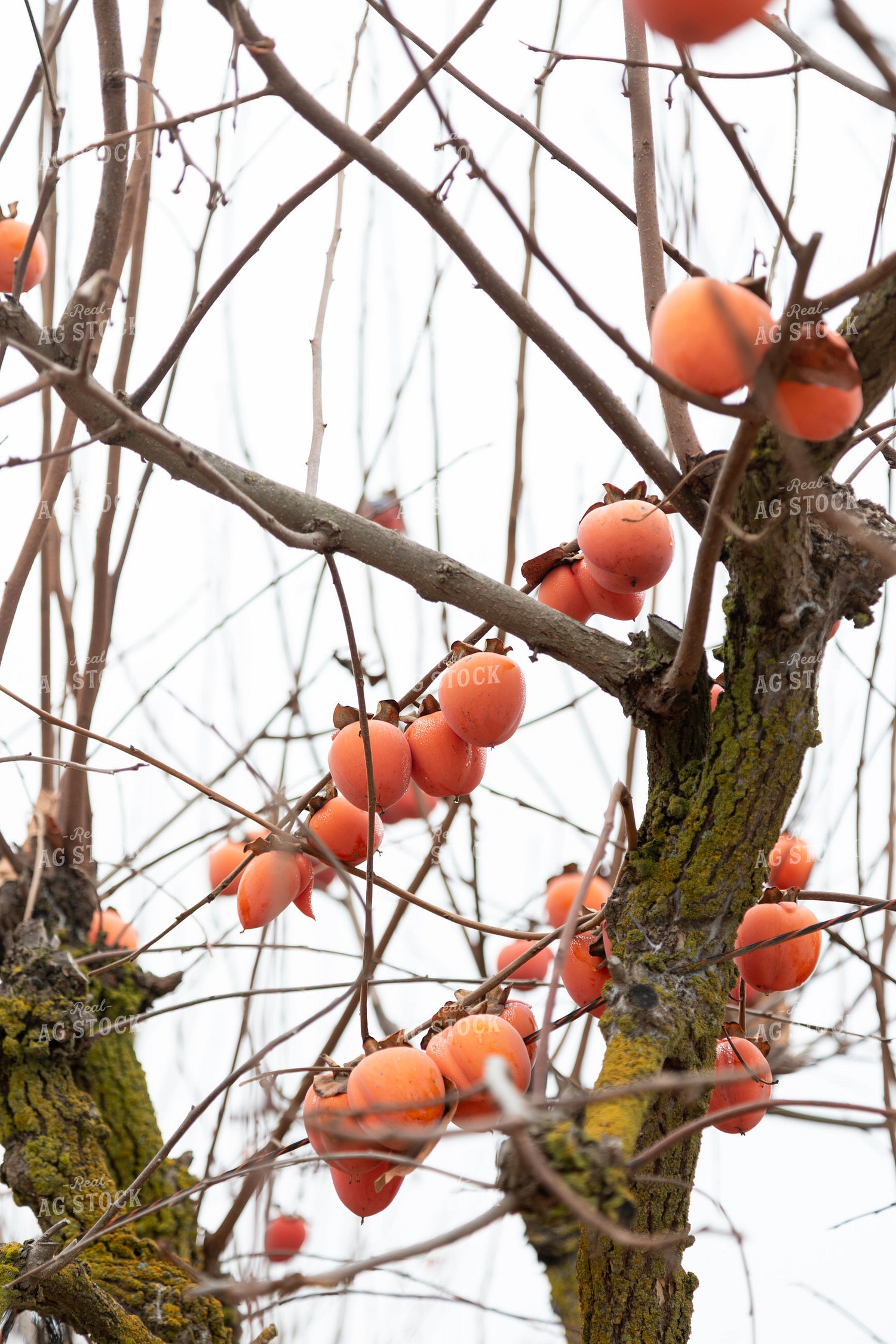 Persimmon Orchard in Winter 276090