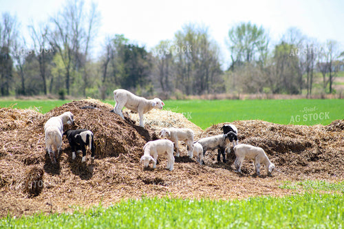 Lambs 84232