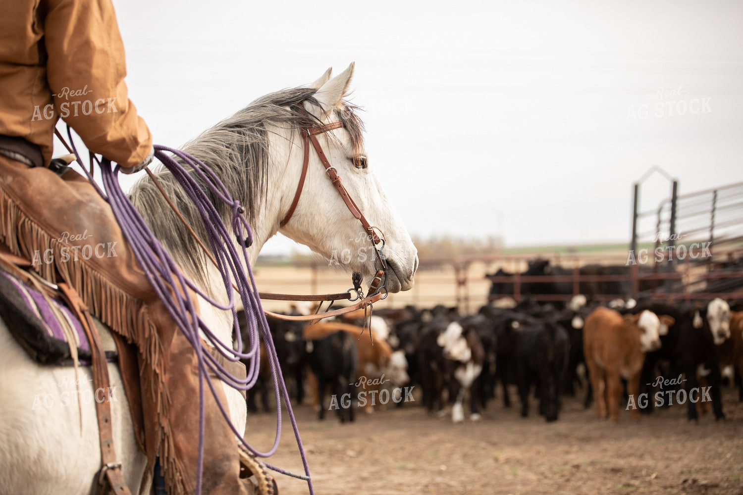 Rancher Herding Calves 190012