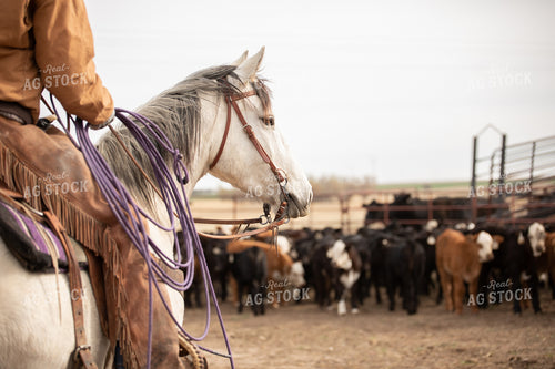 Rancher Herding Calves 190012