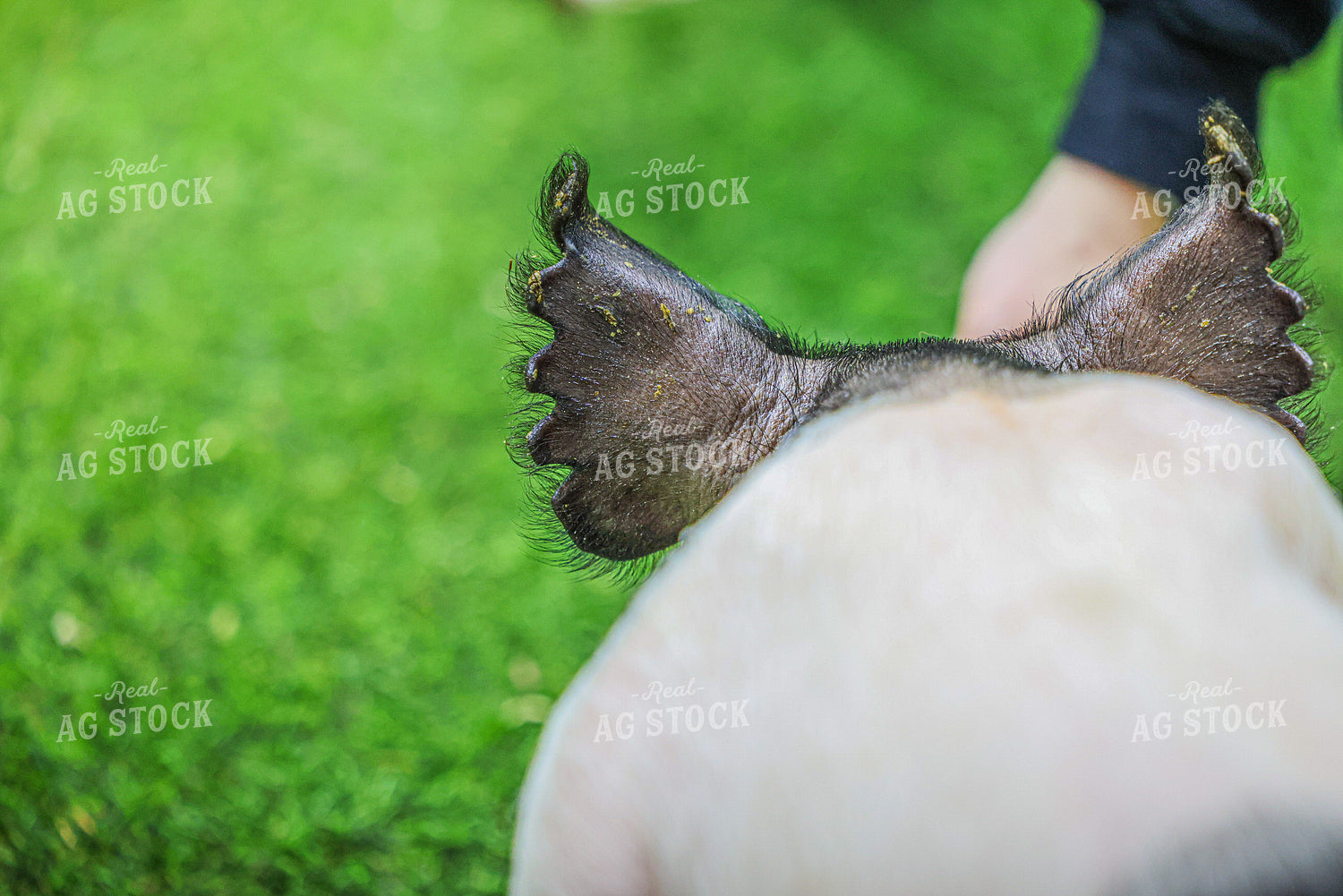 Show Pig 160382