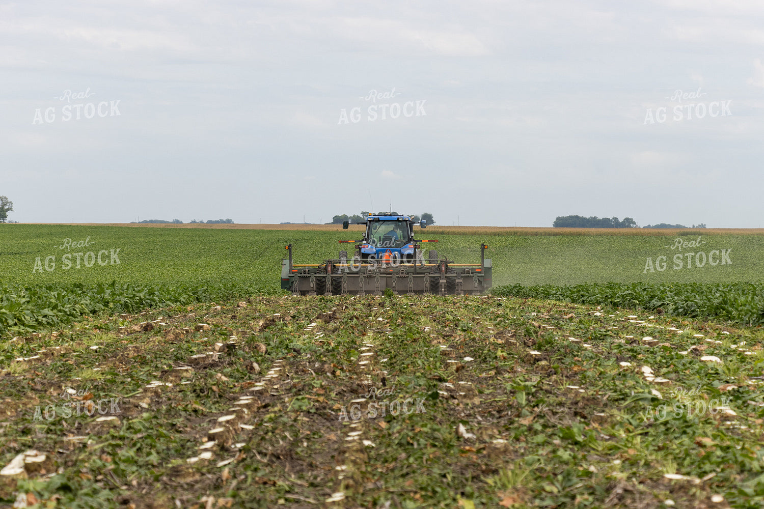 Sugar Beet Harvest 255033