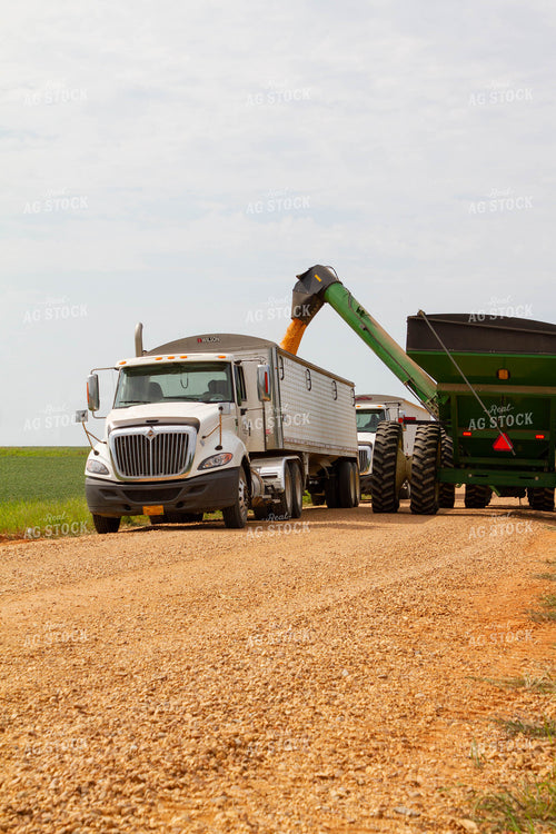 Grain Cart Filling Semi 79139