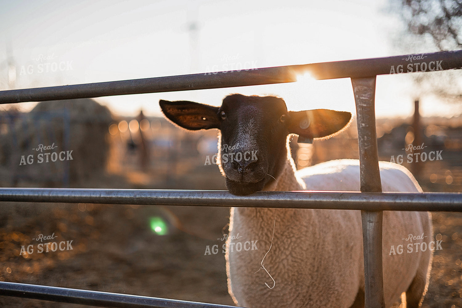 Sheep 93359