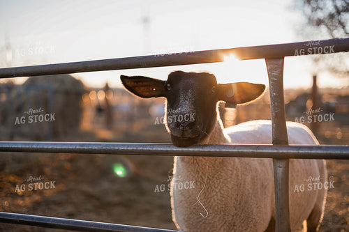 Sheep 93359