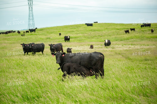 Cattle on Pasture 155656