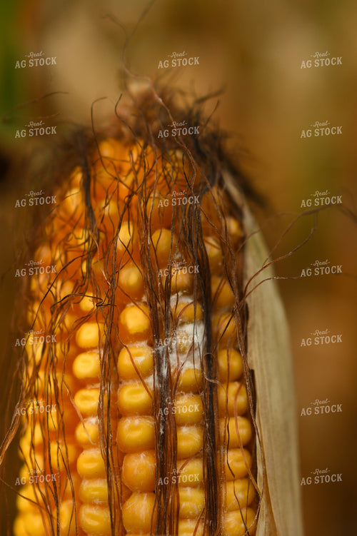 Corn Ear Rot 191235