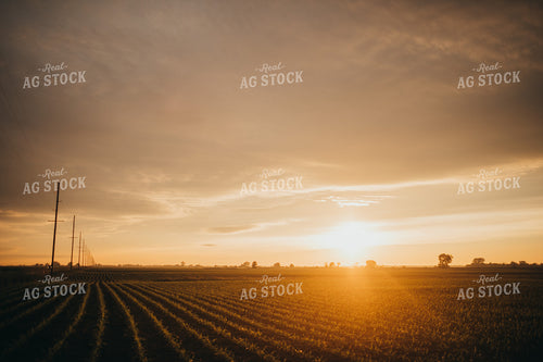 Rows of Early Stage Corn at Sunset after Rain 4305