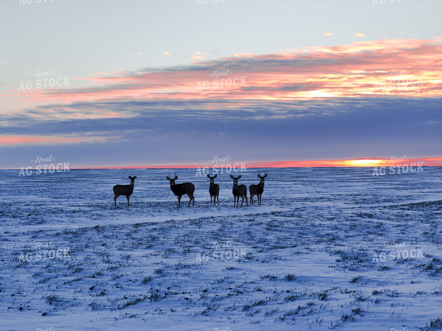 Deer on Snowy Field 239559