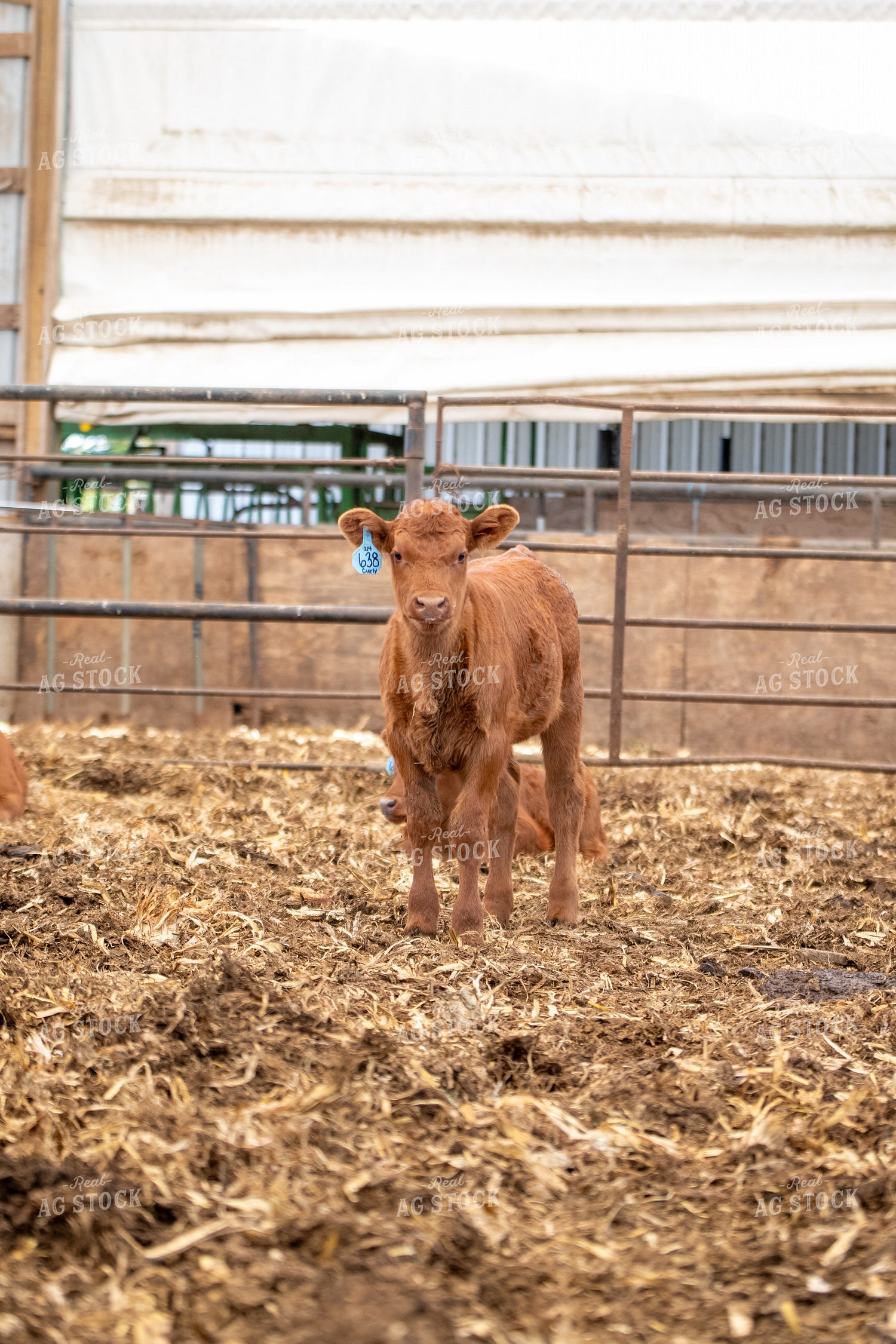 Red Angus Calves 193090
