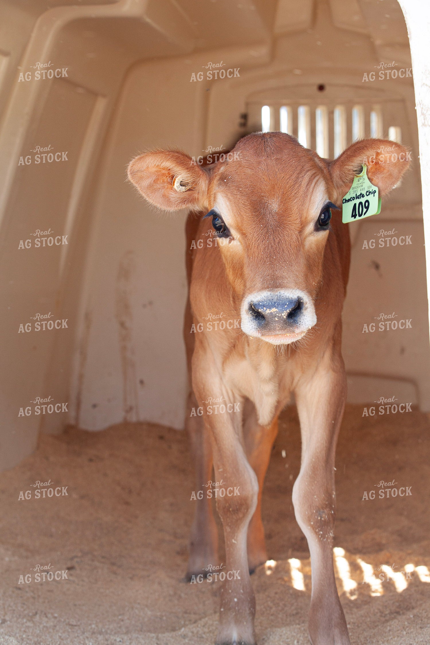 Jersey Calf on Dairy 132152