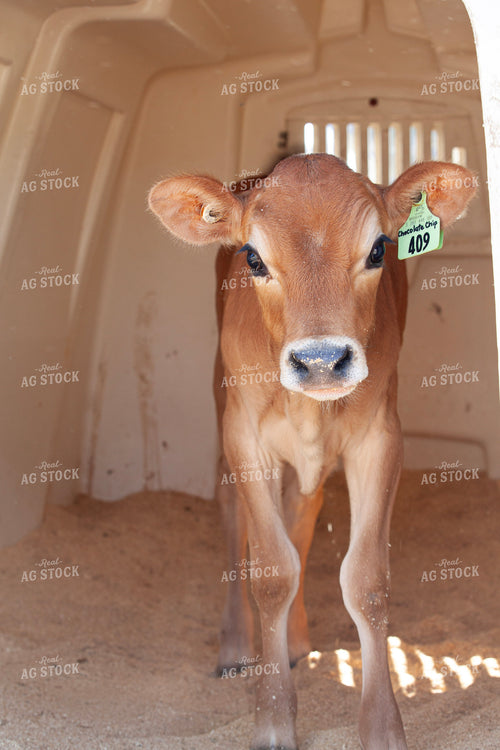Jersey Calf on Dairy 132152