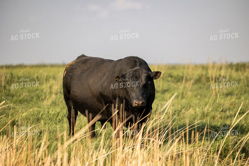 Angus Bull 72181