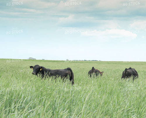 Angus Cattle in Pasture with Tall Grass 72001