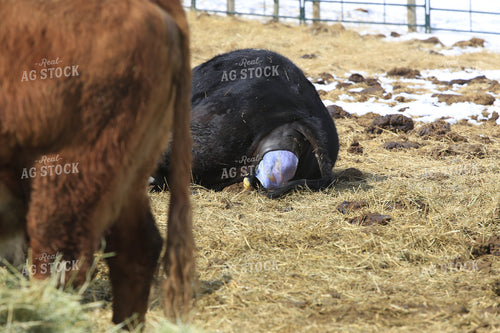Calving 138108